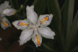 Iris japonica 'Variegata' RCP4-07 176.jpg